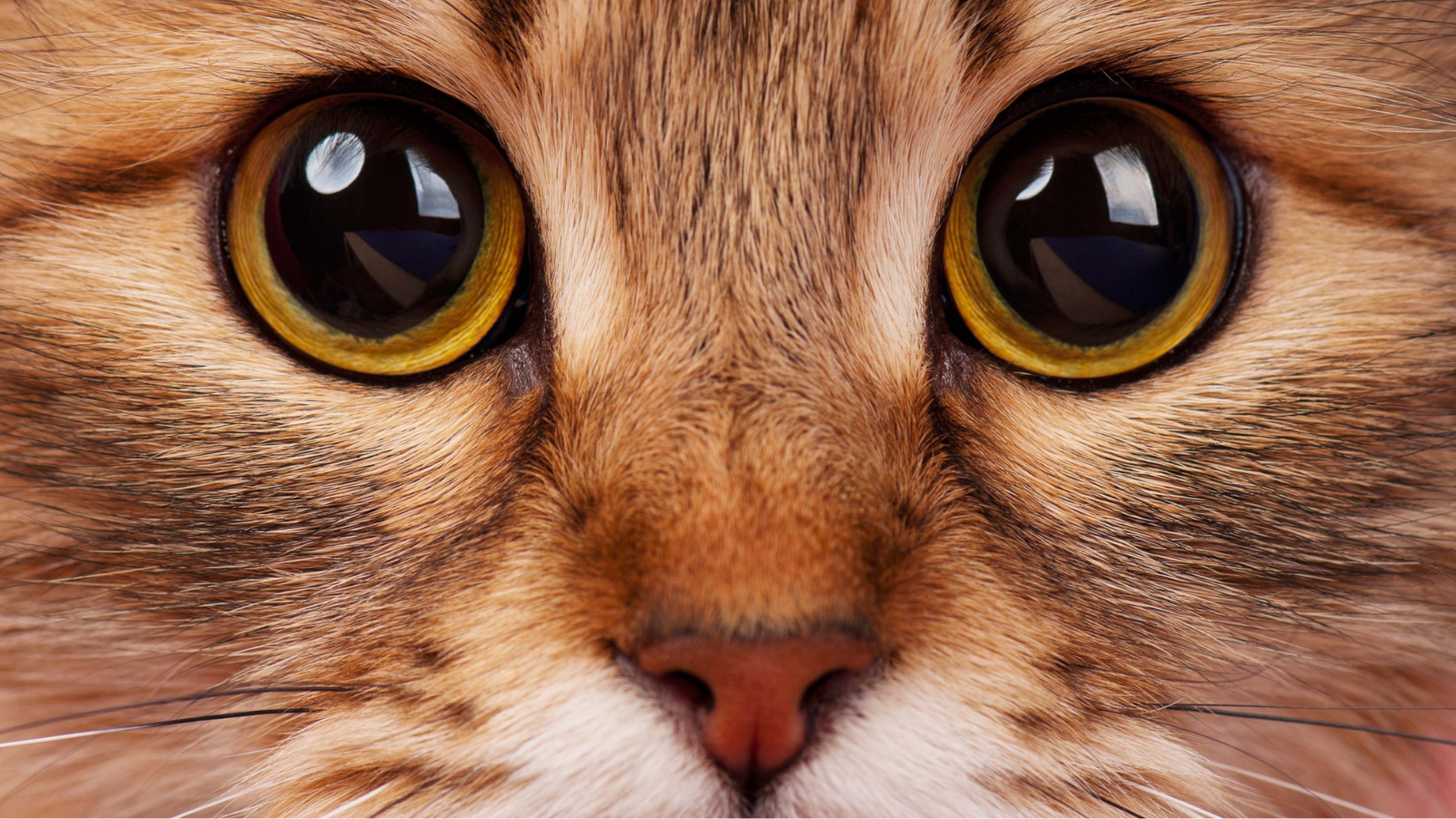 Cat eyes close up.