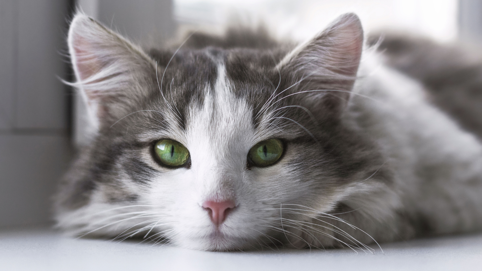 A fluffy cat with green eyes lying on the floor.