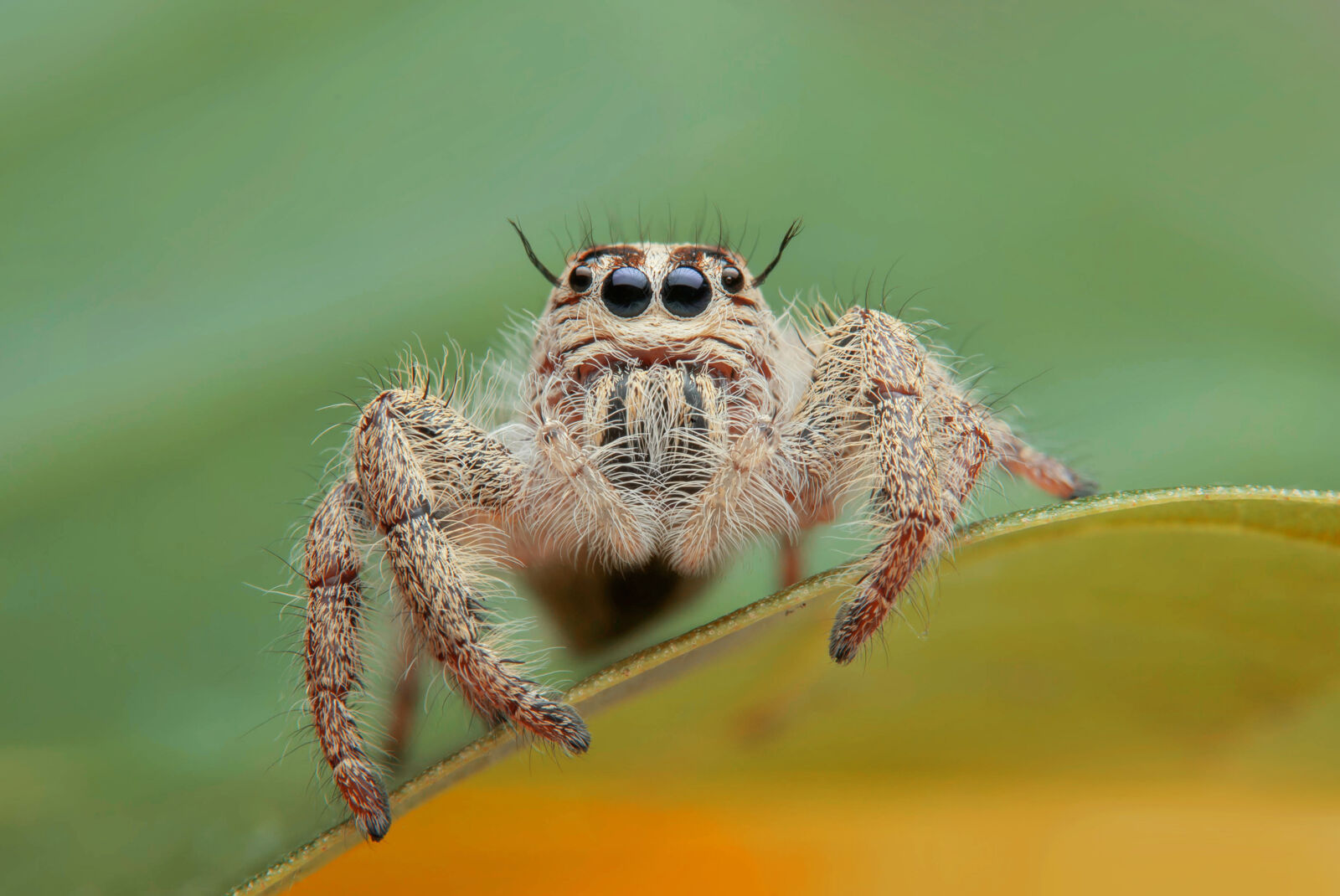 A little spider sitting on a leaf.