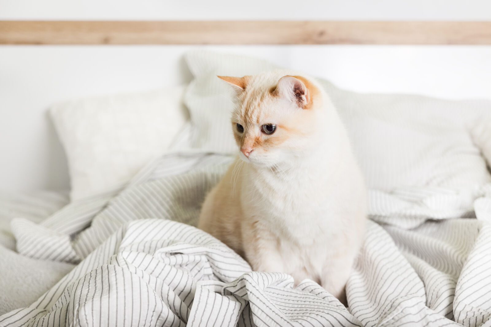 A white cat sitting on a white bed looking to the left.
