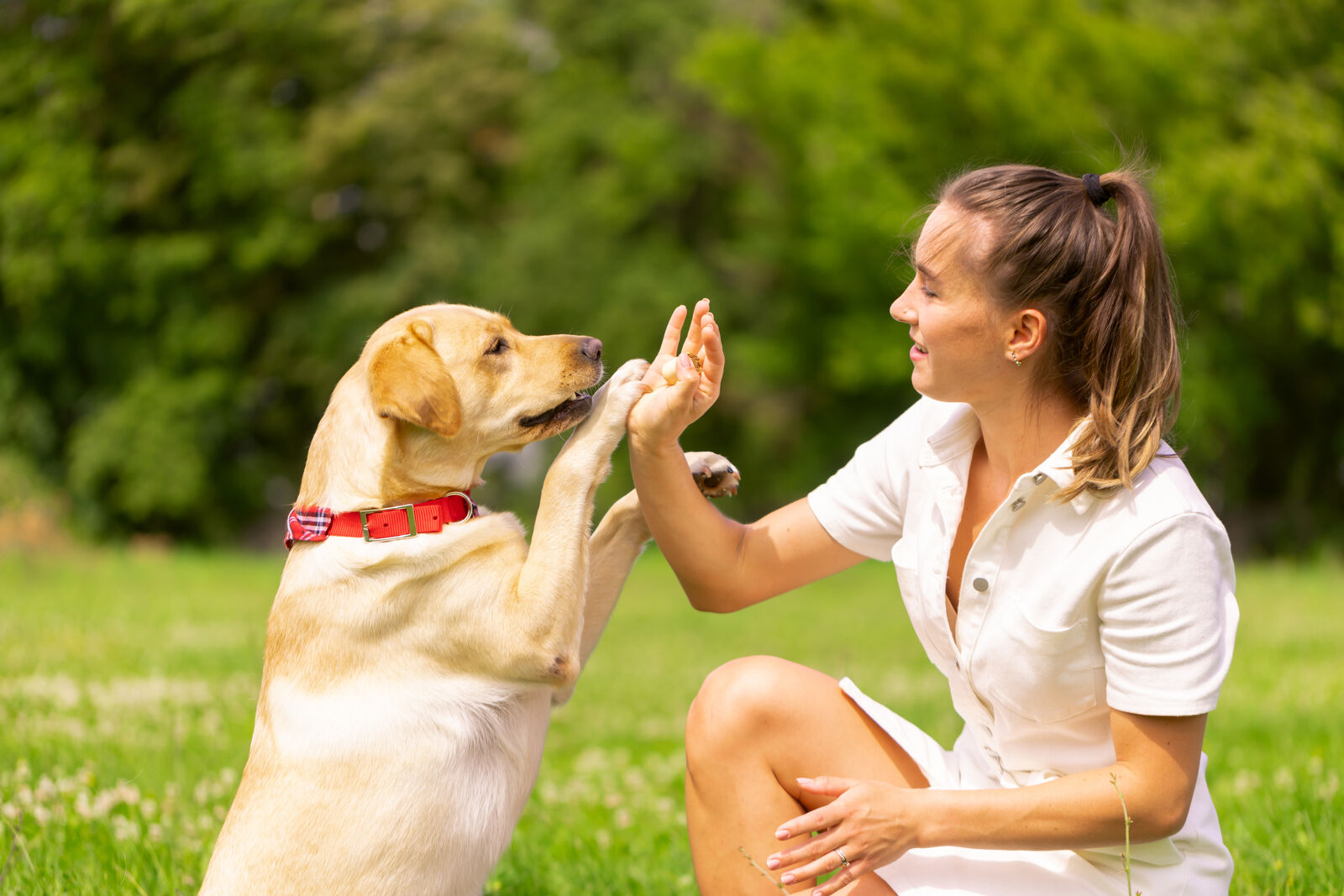 Labrador przybija piątkę swojej opiekunce.