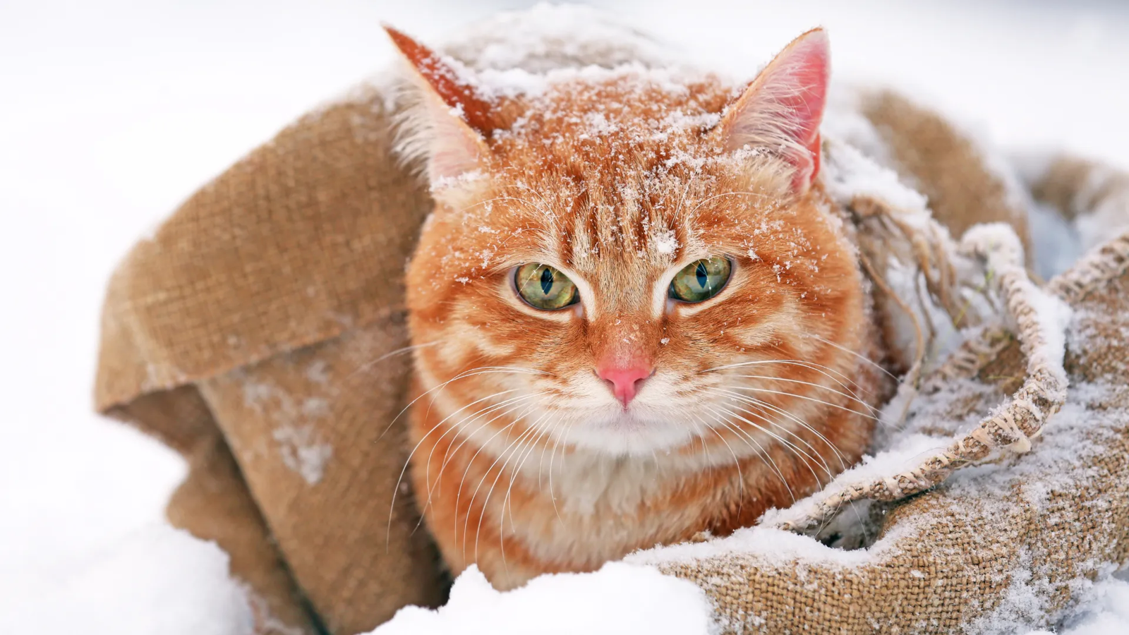 How Do Stray Cats Survive Winter: Essential Survival Secrets Revealed