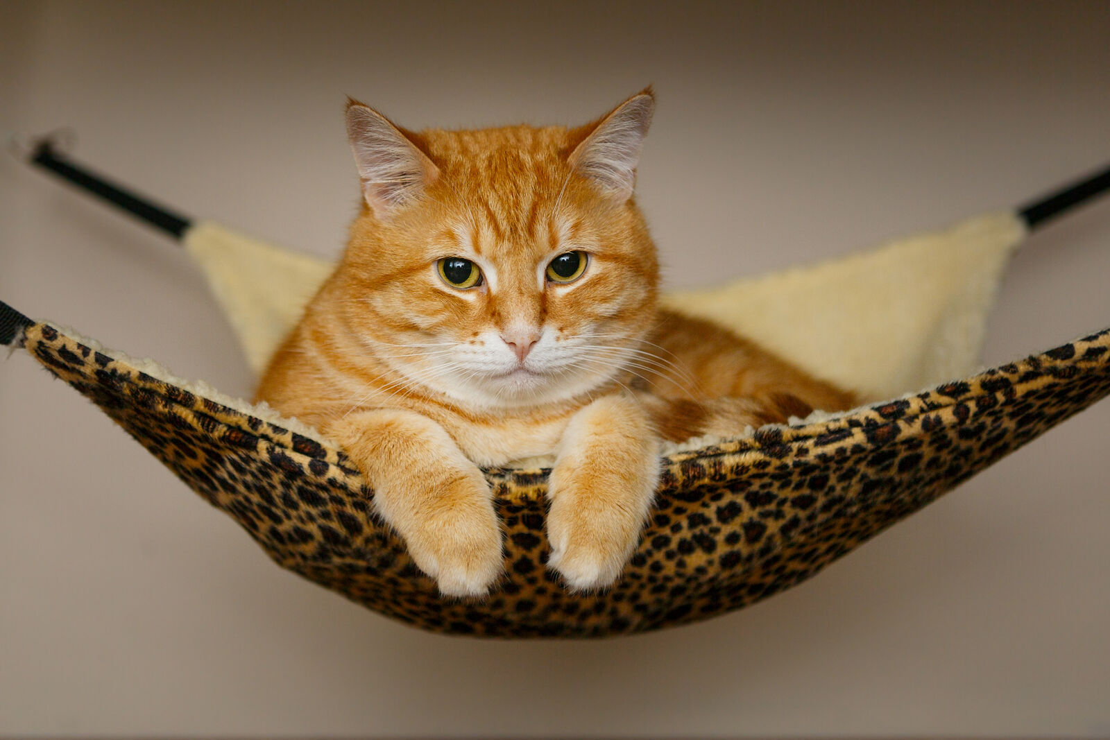 A ginger cat lying on a leopard-print hammock