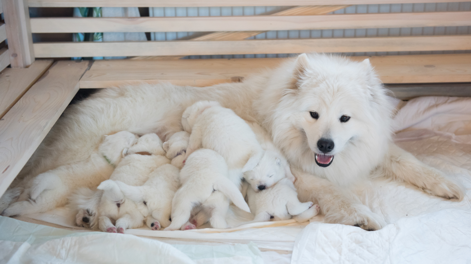 Suczka Samoyed leży i karmi szczenięta.