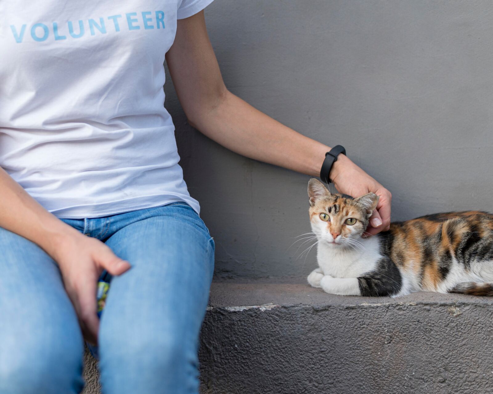 A volunteer stroking a cat.