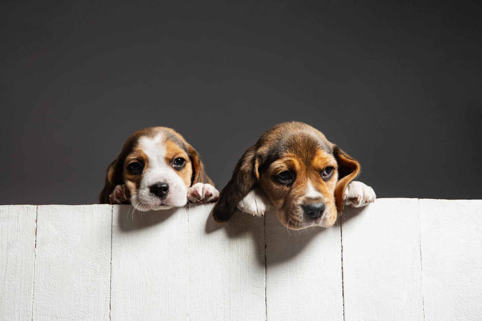 Two puppies leaning against a white fence.