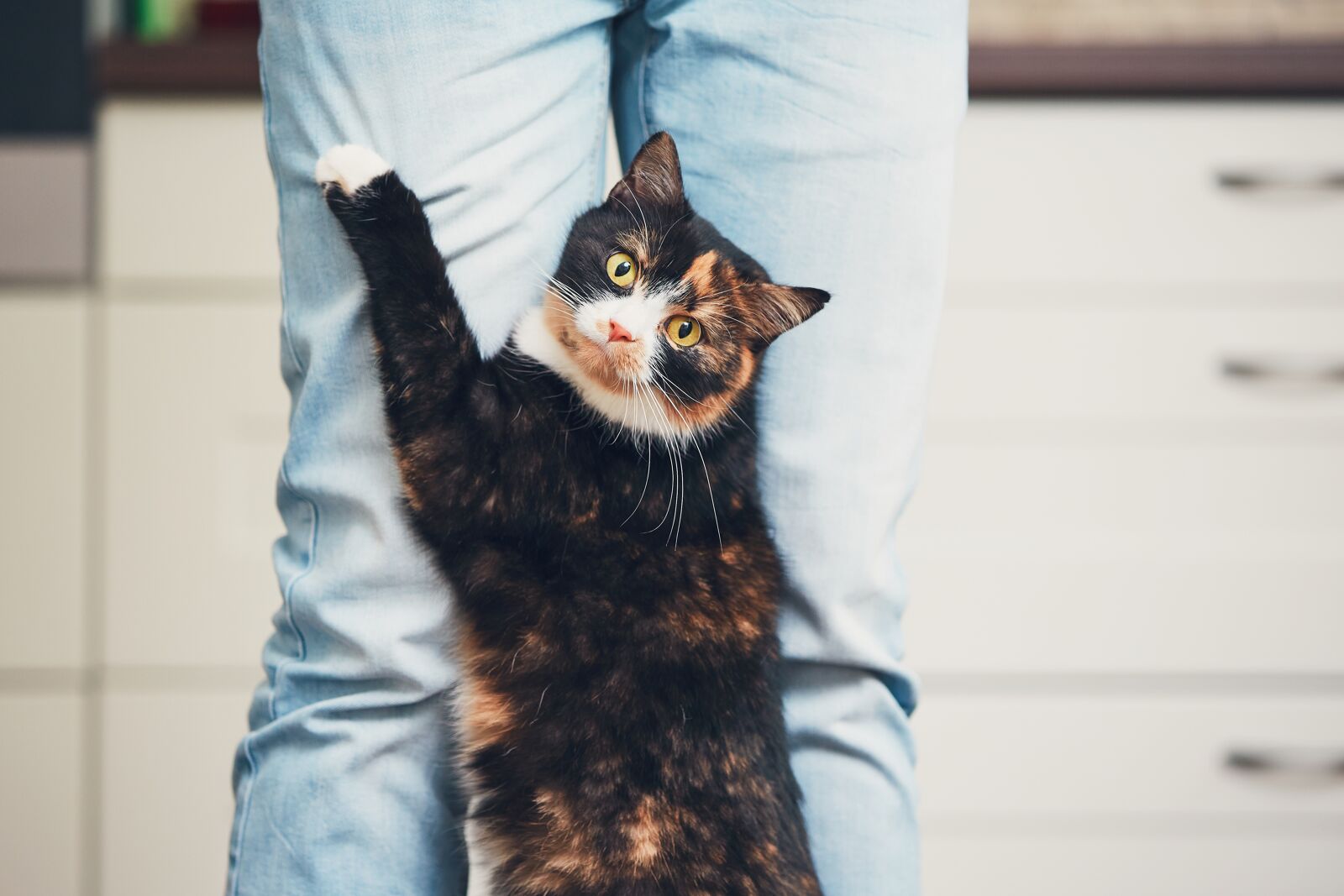 Cat holding on to owner's pants with its paw.