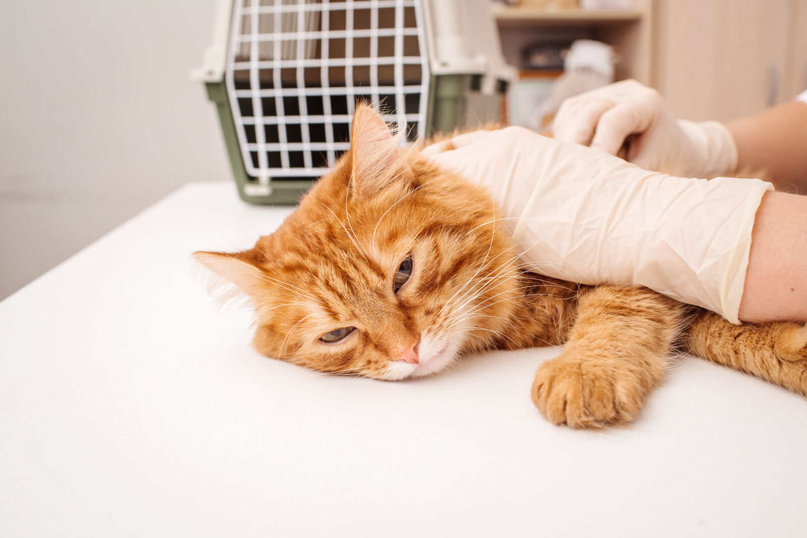 A veterinarian is holding a cat lying on a table.