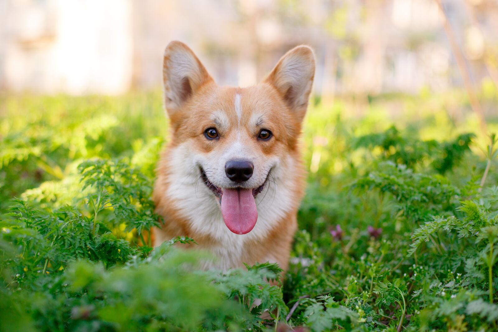 A cheerful dog sitting in the bushes.
