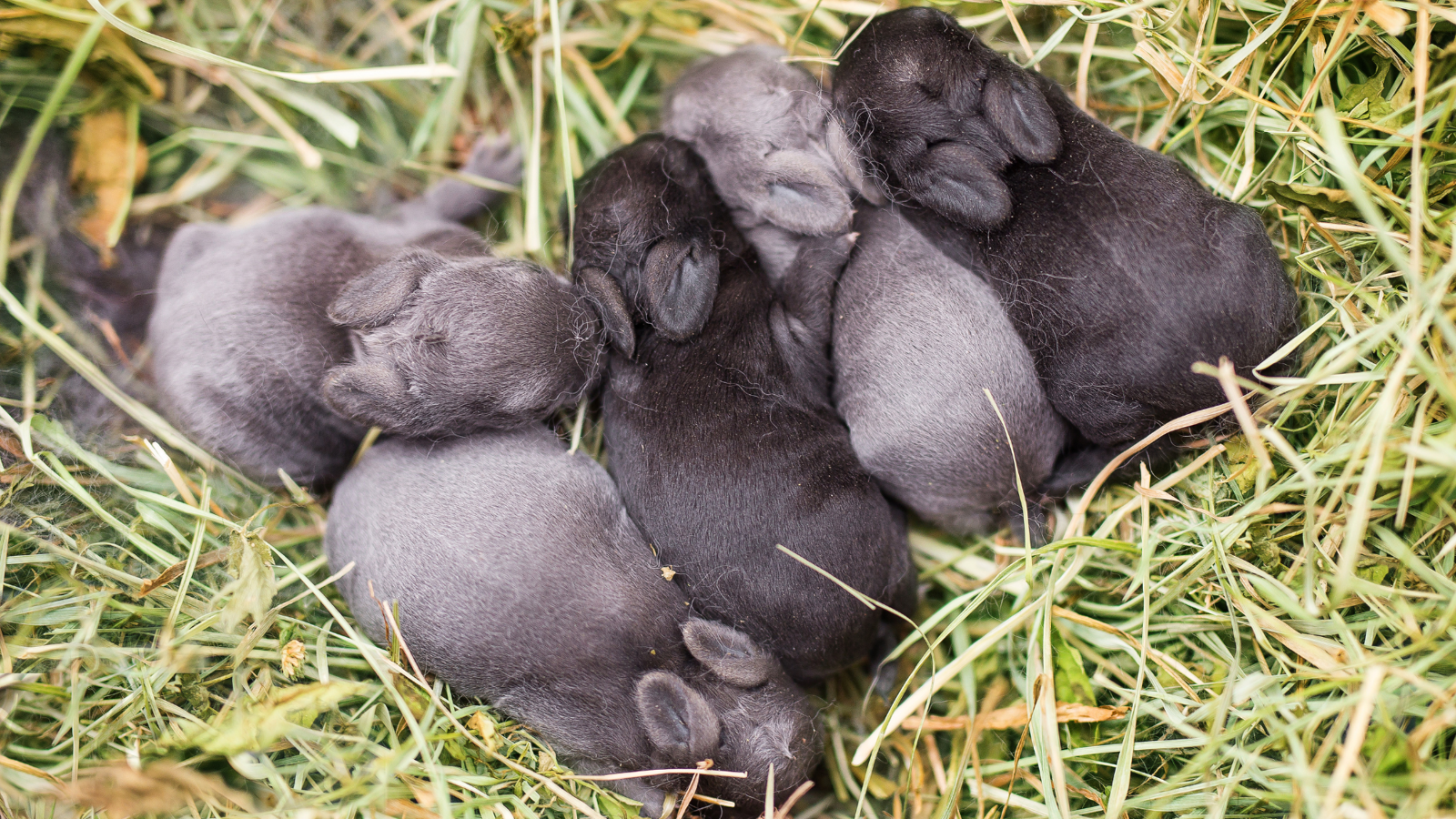 Five small bunnies lying in the hay.