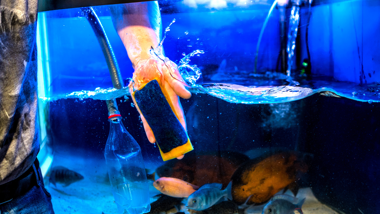 An aquarist cleaning the aquarium wall with a sponge.