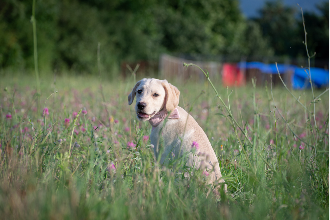 A young Labrador sitting in a meadow among flowers.