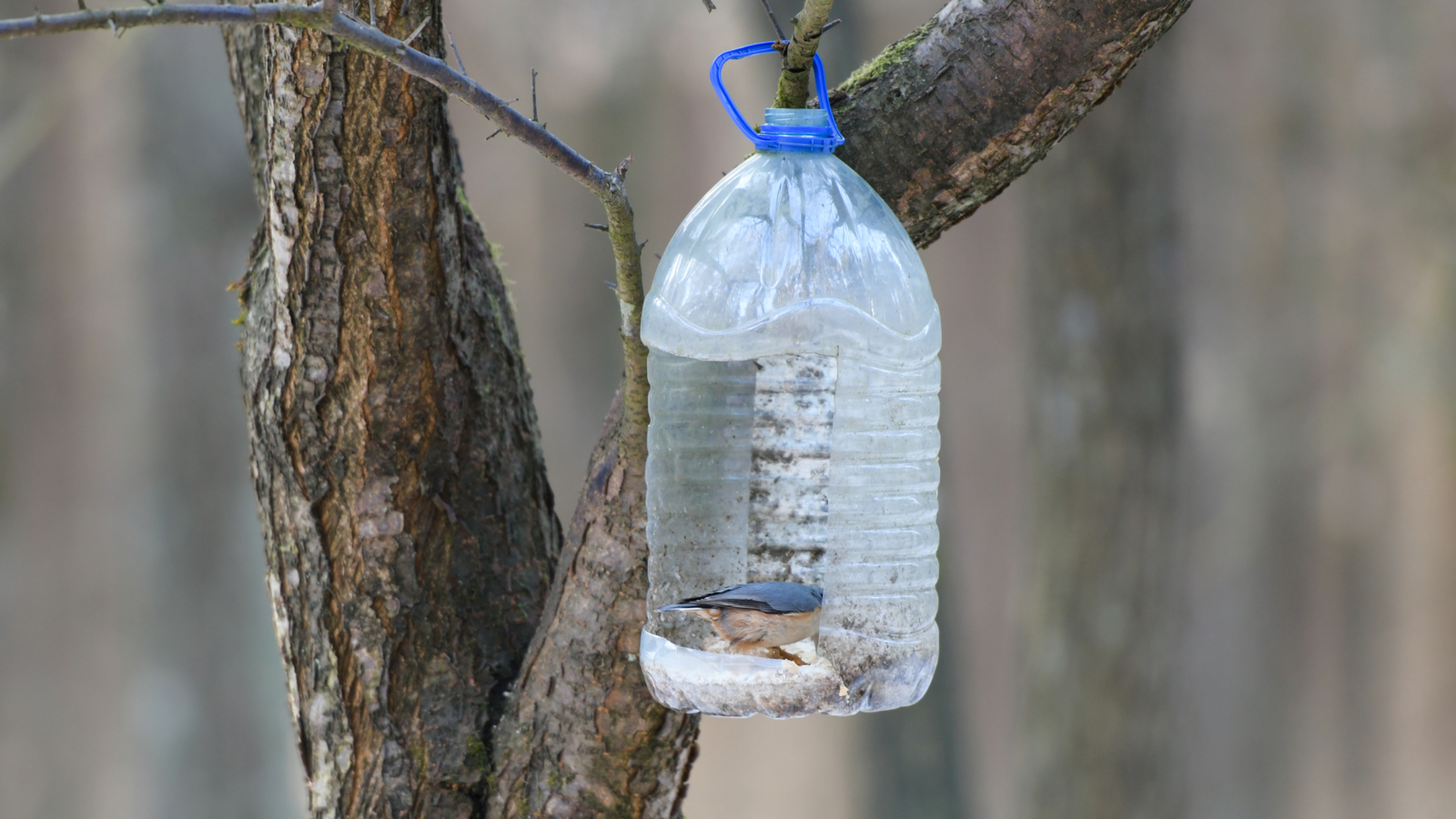 A bird eating from a bottle feeder hanging from a tree.