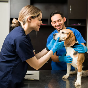 A veterinarian examining a dog with its owner nearby
