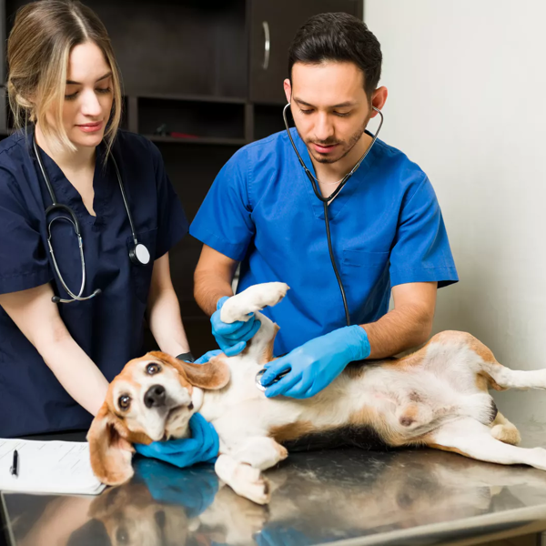 REIMBURSEMENT OF COSTS FOR VETERINARY CARE