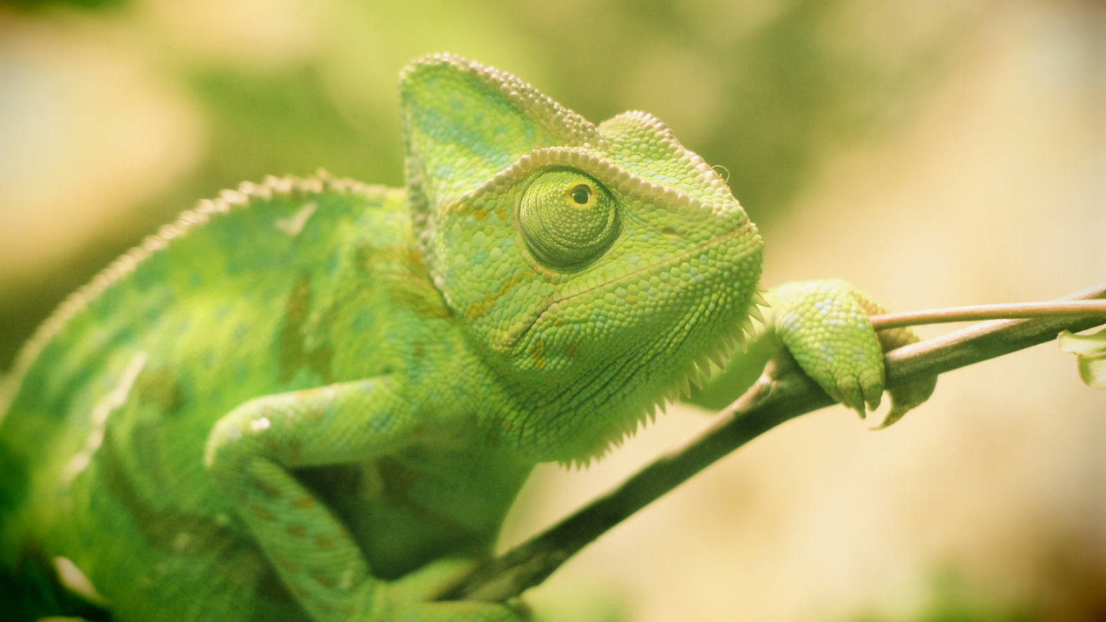 A green chameleon climbing up a branch.