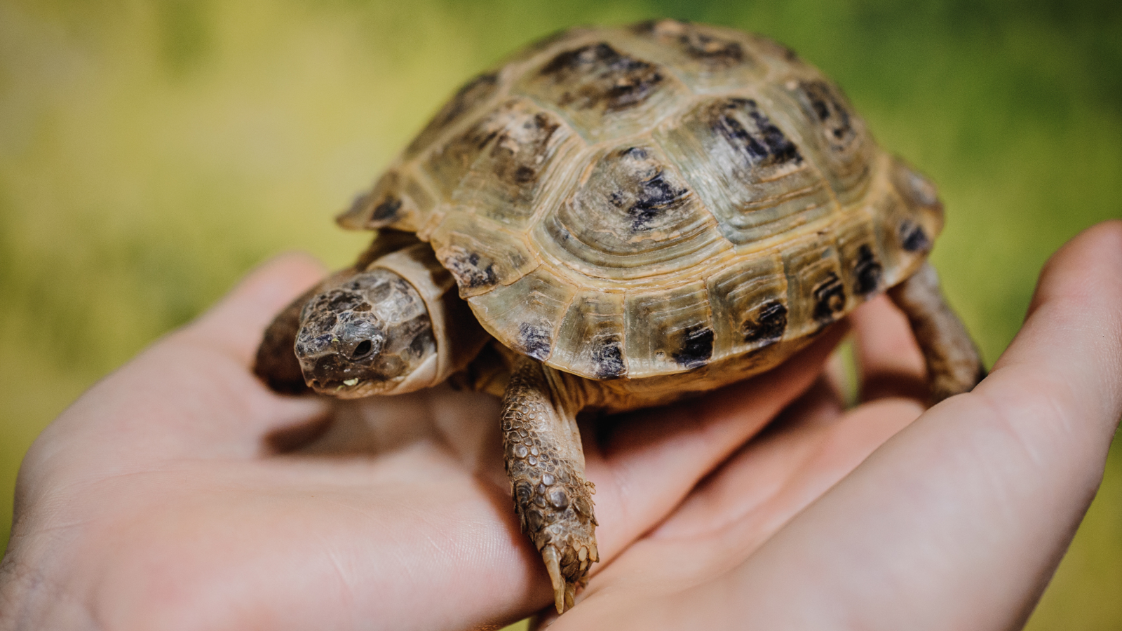 A baby tortoise standing on a person’s hands.
