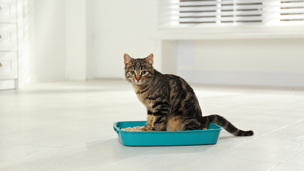 A domestic cat sitting in a litter box.