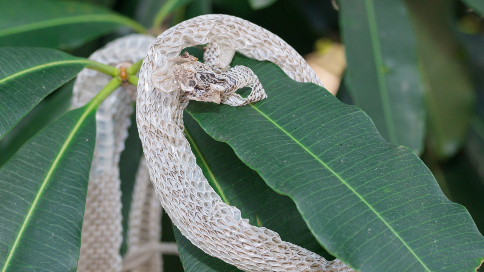 A snake shedding its old skin.