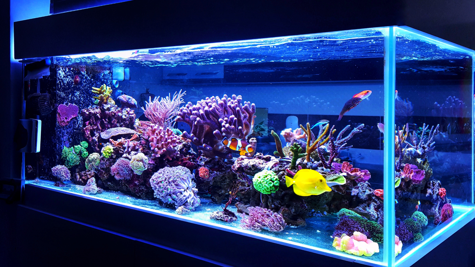 A lit aquarium filled with colourful fish and decorations.