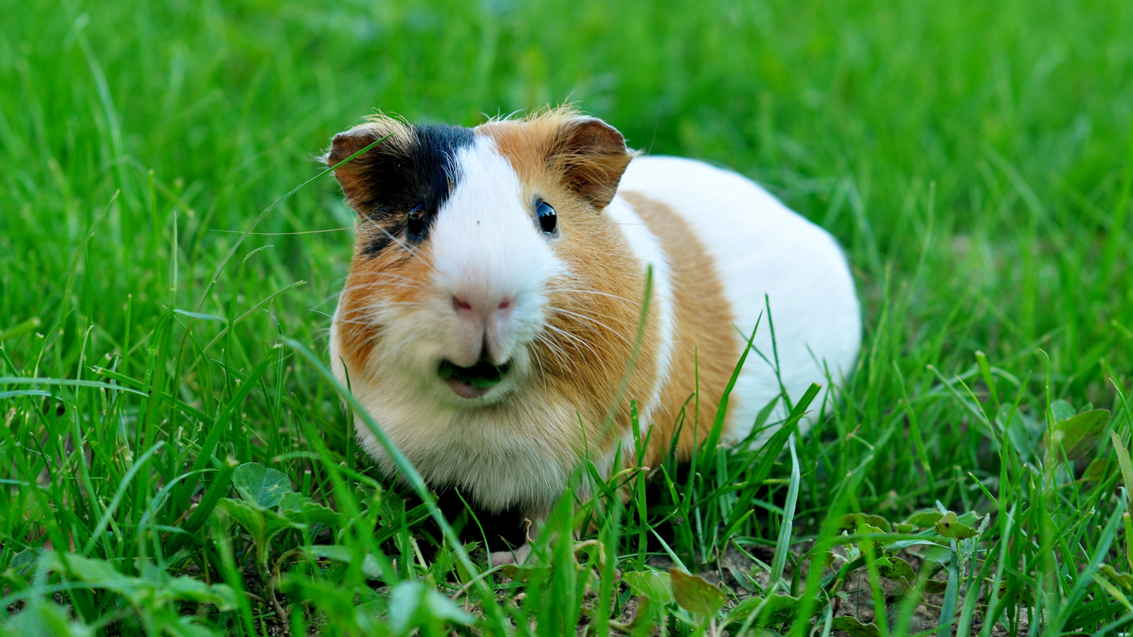 A guinea pig sitting in the grass.