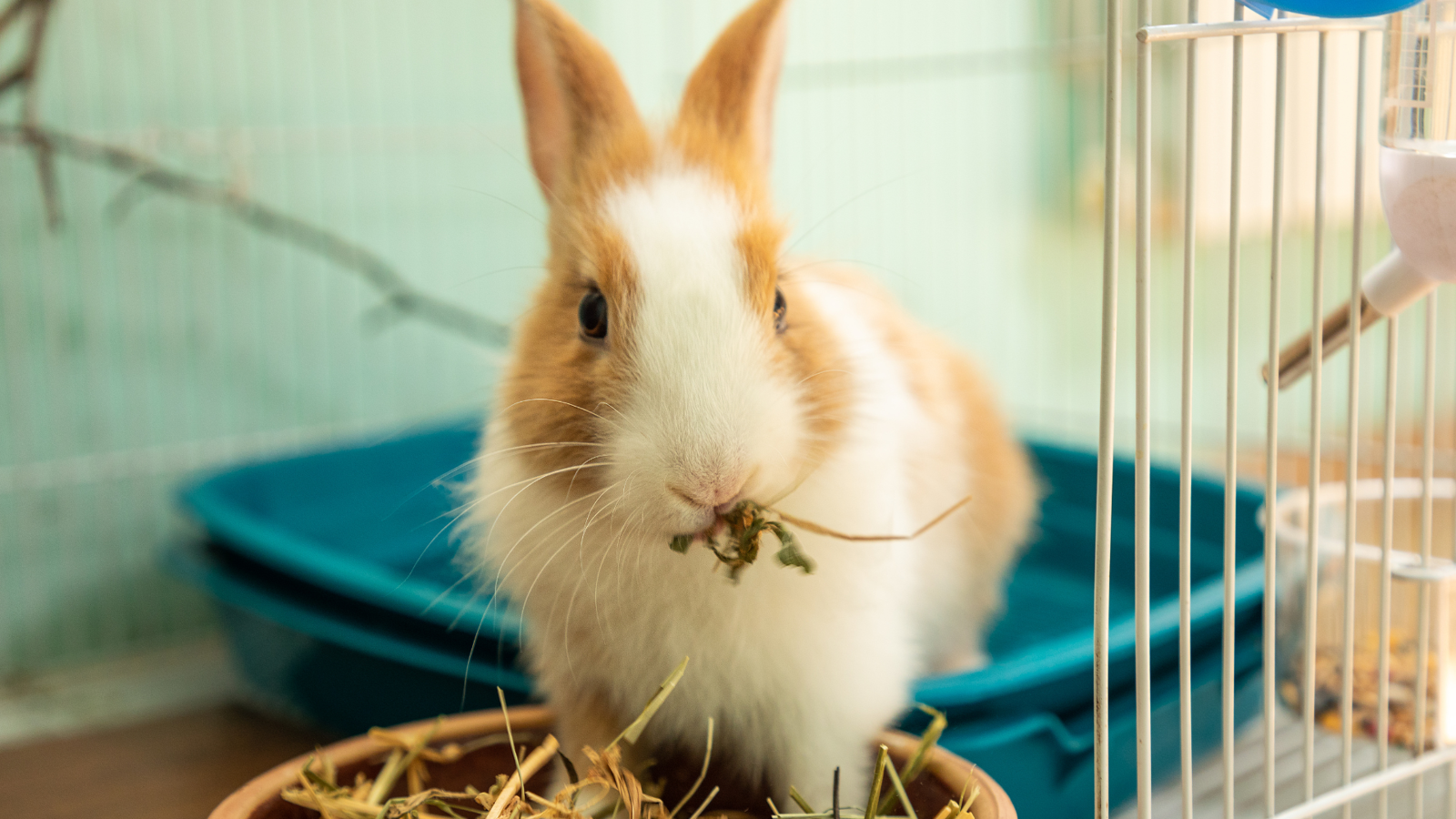 A rabbit sitting in a cage and eating hay from a bowl.